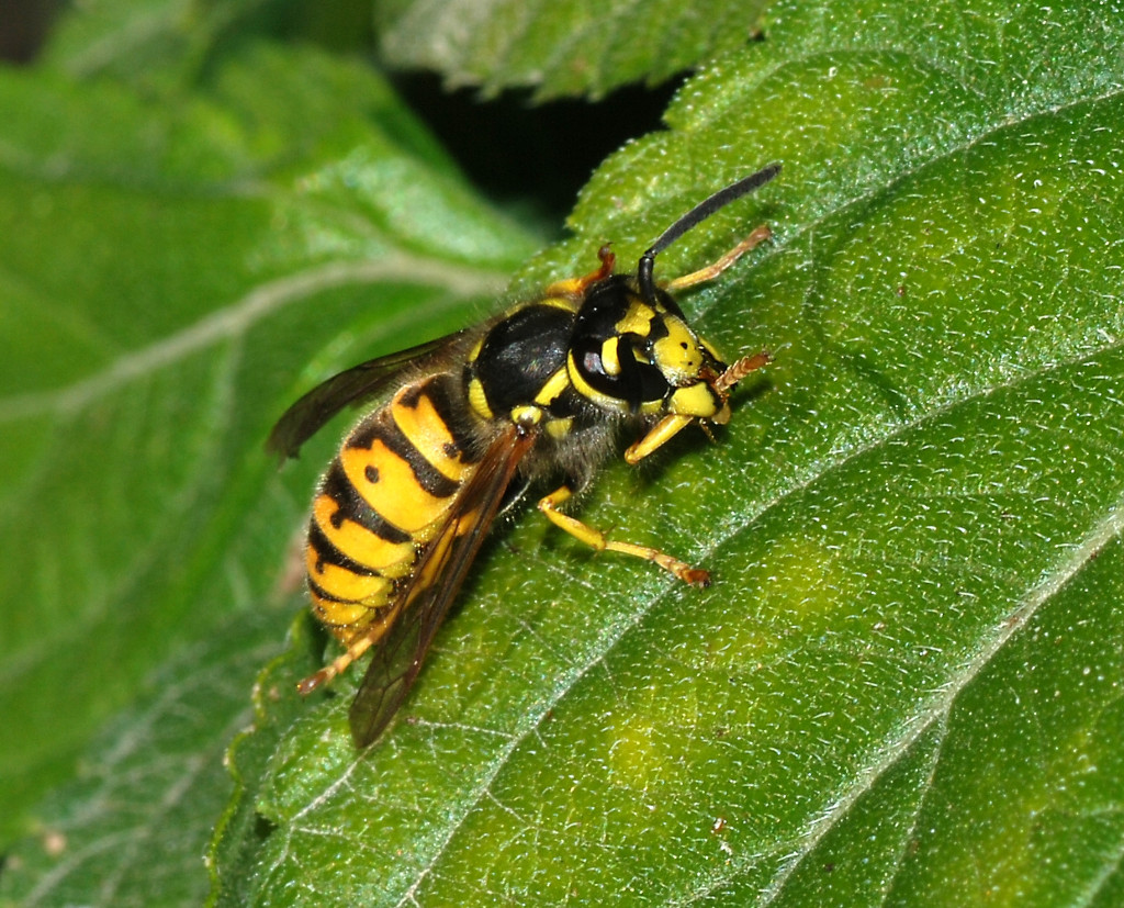 My First Yellow Jacket Nest Elimination